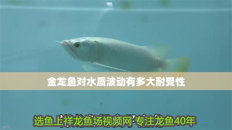 金龍魚對(duì)水質(zhì)波動(dòng)有多大耐受性