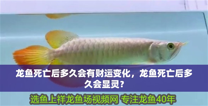 龍魚死亡后多久會有財運變化，龍魚死亡后多久會顯靈？