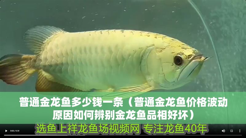 普通金龍魚多少錢一條（普通金龍魚價格波動原因如何辨別金龍魚品相好壞）