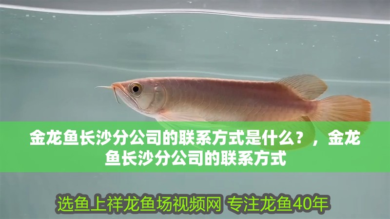 金龍魚長沙分公司的聯(lián)系方式是什么？，金龍魚長沙分公司的聯(lián)系方式