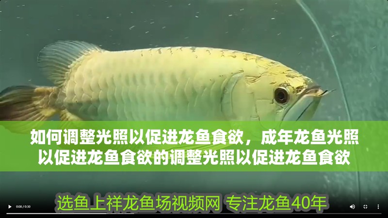 如何調(diào)整光照以促進(jìn)龍魚食欲，成年龍魚光照以促進(jìn)龍魚食欲的調(diào)整光照以促進(jìn)龍魚食欲