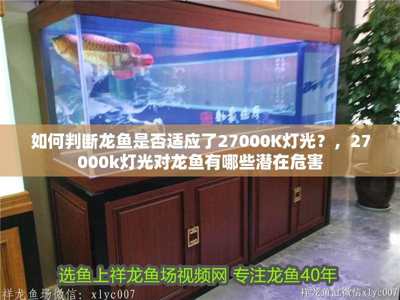 如何判斷龍魚是否適應了27000K燈光？，27000k燈光對龍魚有哪些潛在危害 如何判斷龍魚是否適應了27000K燈光？，27000k燈光對龍魚有哪些潛在危害 龍魚百科