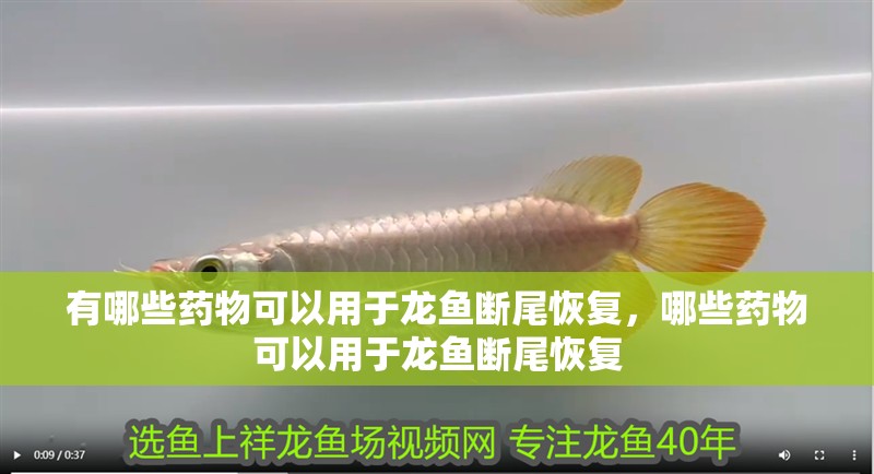 有哪些藥物可以用于龍魚斷尾恢復，哪些藥物可以用于龍魚斷尾恢復