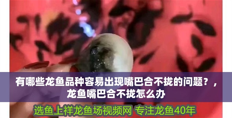 有哪些龍魚品種容易出現(xiàn)嘴巴合不攏的問題？，龍魚嘴巴合不攏怎么辦