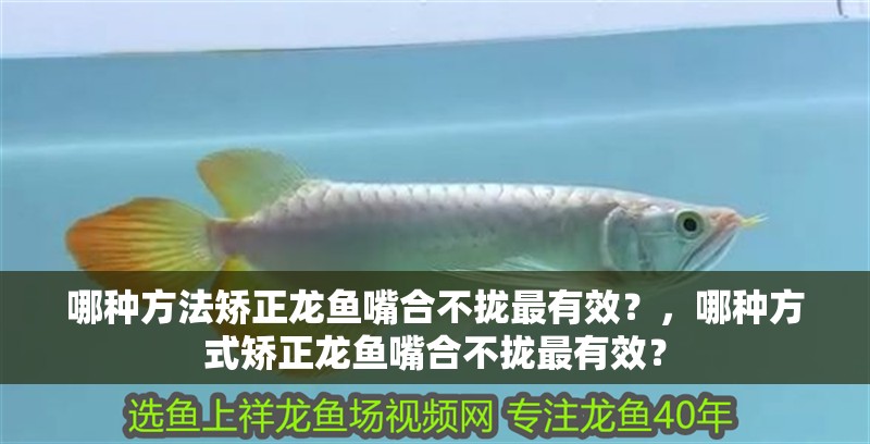 哪種方法矯正龍魚嘴合不攏最有效？，哪種方式矯正龍魚嘴合不攏最有效？