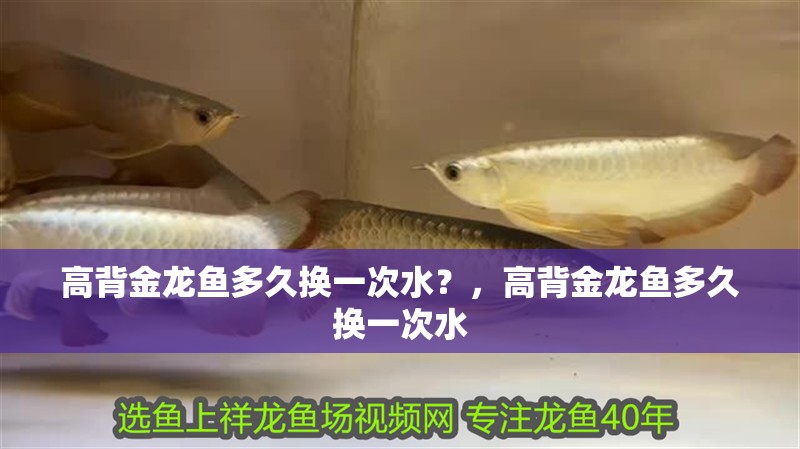 高背金龍魚多久換一次水？，高背金龍魚多久換一次水