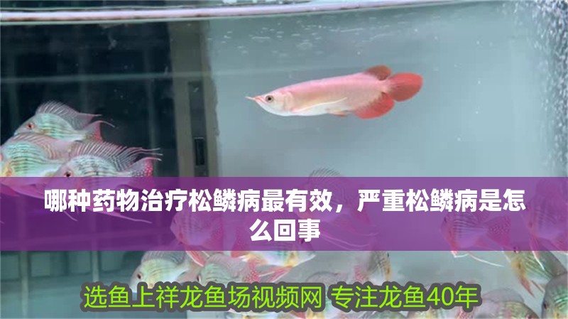 龍魚干蝦有營養嗎 哪種藥物治療松鱗病最有效,嚴重松鱗病是怎么回事 龍魚百科 哪種藥物治療松鱗病最有效,嚴重松鱗病是怎么回事 哪種藥物治療松鱗病最有效,嚴重松鱗病是怎么回事 龍魚百科
