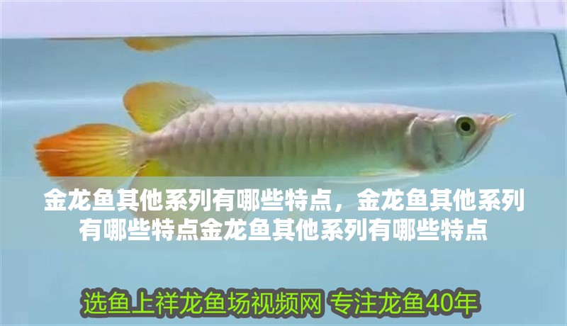 金龍魚其他系列有哪些特點(diǎn)，金龍魚其他系列有哪些特點(diǎn)金龍魚其他系列有哪些特點(diǎn) 金龍魚其他系列有哪些特點(diǎn)，金龍魚其他系列有哪些特點(diǎn)金龍魚其他系列有哪些特點(diǎn) 龍魚百科