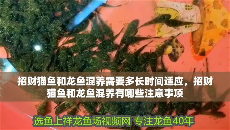 招財貓魚和龍魚混養需要多長時間適應，招財貓魚和龍魚混養有哪些注意事項