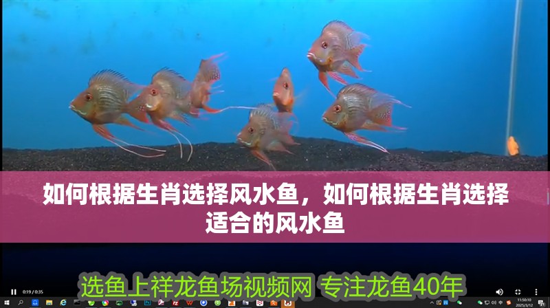 如何根據生肖選擇風水魚，如何根據生肖選擇適合的風水魚