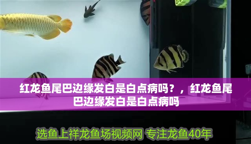 紅龍魚尾巴邊緣發白是白點病嗎？，紅龍魚尾巴邊緣發白是白點病嗎