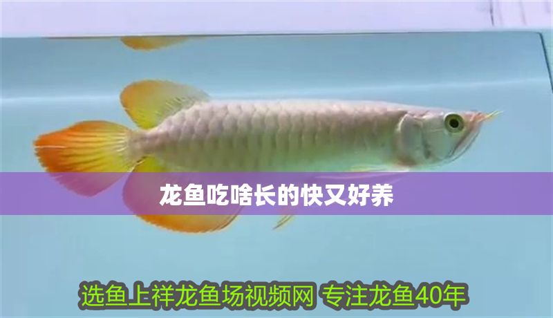 龍魚吃啥長的快又好養