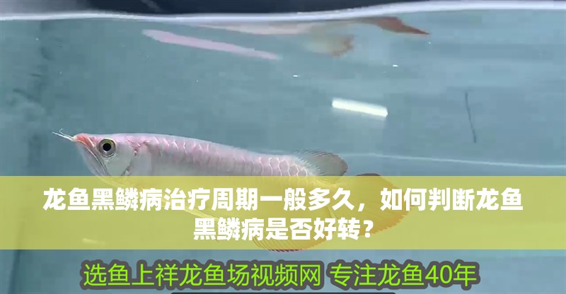 龍魚黑鱗病治療周期一般多久，如何判斷龍魚黑鱗病是否好轉？