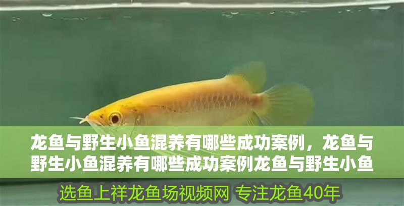 龍魚與野生小魚混養有哪些成功案例，龍魚與野生小魚混養有哪些成功案例龍魚與野生小魚混養成功案例