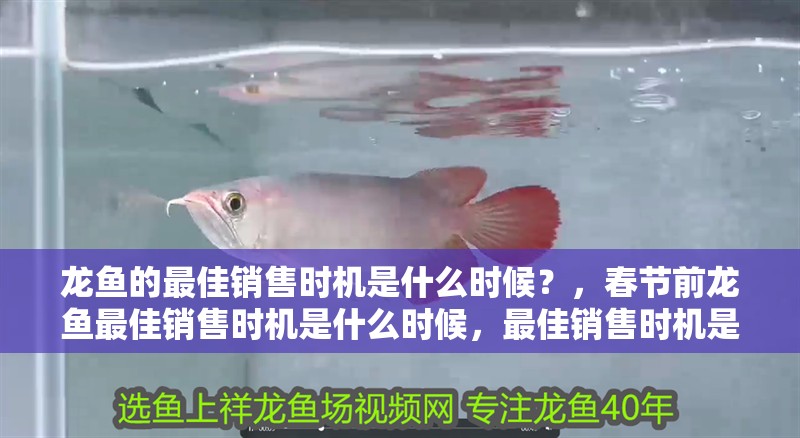 龍魚的最佳銷售時機是什么時候？，春節前龍魚最佳銷售時機是什么時候，最佳銷售時機是什么時候 龍魚的最佳銷售時機是什么時候？，春節前龍魚最佳銷售時機是什么時候，最佳銷售時機是什么時候 龍魚百科