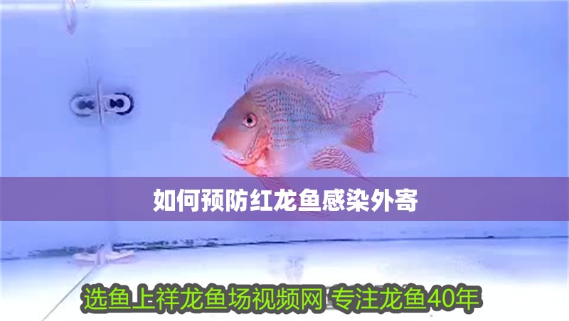 魚缸用增氧泵價格是多少:魚缸增氧機-xtrac增氧機-xtrac增氧機 如何預防紅龍魚感染外寄 龍魚百科 如何預防紅龍魚感染外寄 如何預防紅龍魚感染外寄 龍魚百科