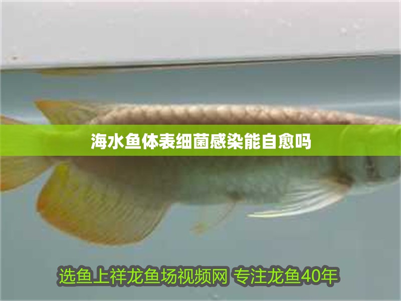 海水魚體表細菌感染能自愈嗎 海水魚體表細菌感染能自愈嗎 龍魚百科
