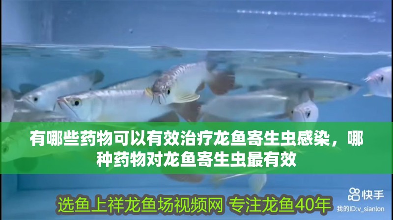 有哪些藥物可以有效治療龍魚寄生蟲感染，哪種藥物對龍魚寄生蟲最有效