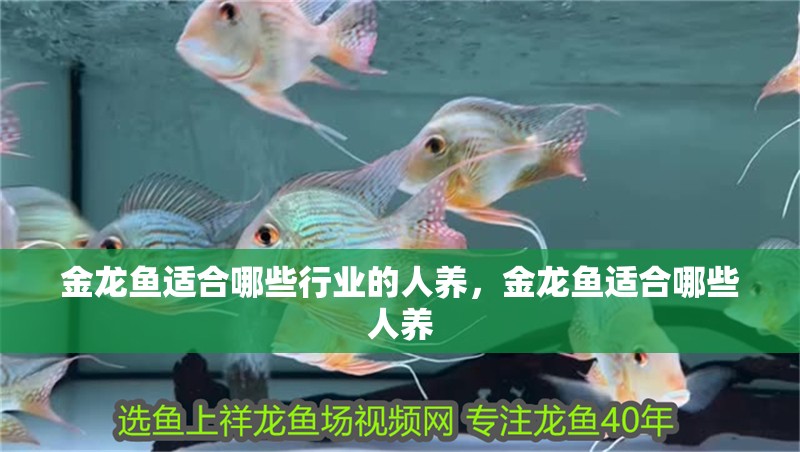 金龍魚適合哪些行業(yè)的人養(yǎng)，金龍魚適合哪些人養(yǎng) 金龍魚適合哪些行業(yè)的人養(yǎng)，金龍魚適合哪些人養(yǎng) 龍魚百科