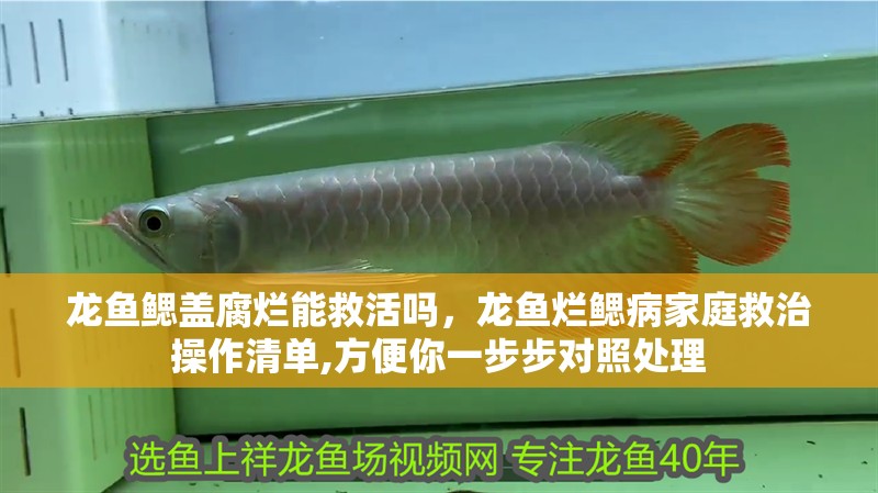 龍魚鰓蓋腐爛能救活嗎，龍魚爛鰓病家庭救治操作清單,方便你一步步對照處理