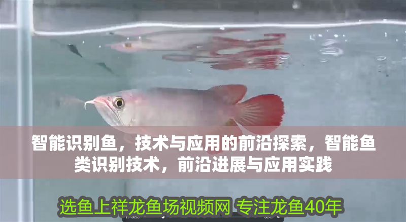 智能識別魚，技術與應用的前沿探索，智能魚類識別技術，前沿進展與應用實踐 智能識別魚，技術與應用的前沿探索，智能魚類識別技術，前沿進展與應用實踐 龍魚百科 第1張