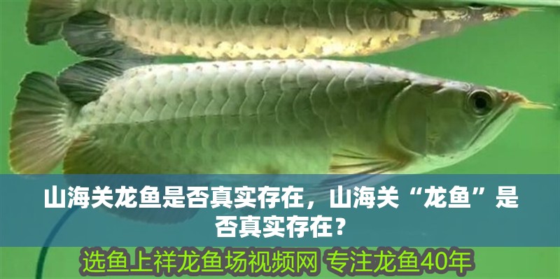 山海關龍魚是否真實存在，山海關“龍魚”是否真實存在？ 山海關龍魚是否真實存在，山海關“龍魚”是否真實存在？ 龍魚百科