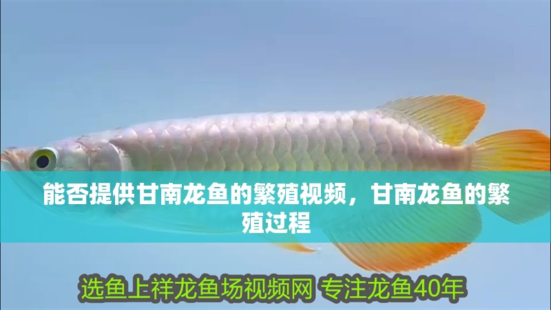能否提供甘南龍魚的繁殖視頻，甘南龍魚的繁殖過程