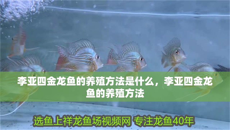 李亞四金龍魚的養(yǎng)殖方法是什么，李亞四金龍魚的養(yǎng)殖方法