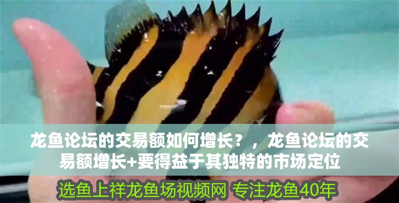 龍魚論壇的交易額如何增長？，龍魚論壇的交易額增長+要得益于其獨(dú)特的市場定位