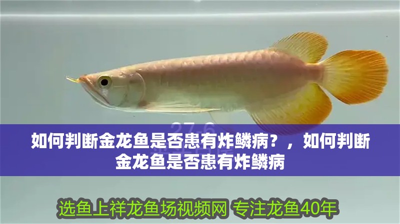 如何判斷金龍魚是否患有炸鱗病？，如何判斷金龍魚是否患有炸鱗病 如何判斷金龍魚是否患有炸鱗病？，如何判斷金龍魚是否患有炸鱗病 龍魚百科
