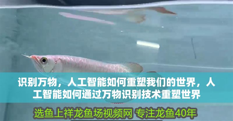 識(shí)別萬物，人工智能如何重塑我們的世界，人工智能如何通過萬物識(shí)別技術(shù)重塑世界 識(shí)別萬物，人工智能如何重塑我們的世界，人工智能如何通過萬物識(shí)別技術(shù)重塑世界 龍魚百科 第1張