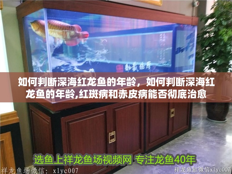 如何判斷深海紅龍魚的年齡，如何判斷深海紅龍魚的年齡,紅斑病和赤皮病能否徹底治愈