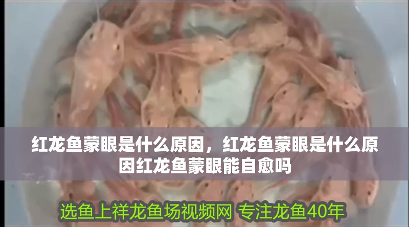 紅龍魚蒙眼是什么原因，紅龍魚蒙眼是什么原因紅龍魚蒙眼能自愈嗎