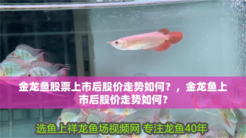 金龍魚股票上市后股價走勢如何？，金龍魚上市后股價走勢如何？
