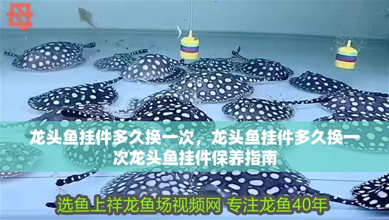魚缸過濾器選購指南:自制魚缸過濾器魚缸上置過濾器對于養魚愛好者的必備知識 龍頭魚掛件多久換一次,龍頭魚掛件多久換一次龍頭魚掛件保養指南 龍魚百科 龍頭魚掛件多久換一次,龍頭魚掛件多久換一次龍頭魚掛件保養指南 龍頭魚掛件多久換一次,龍頭魚掛件多久換一次龍頭魚掛件保養指南 龍魚百科