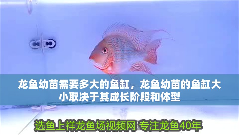 龍魚(yú)幼苗需要多大的魚(yú)缸，龍魚(yú)幼苗的魚(yú)缸大小取決于其成長(zhǎng)階段和體型 龍魚(yú)幼苗需要多大的魚(yú)缸，龍魚(yú)幼苗的魚(yú)缸大小取決于其成長(zhǎng)階段和體型 龍魚(yú)百科