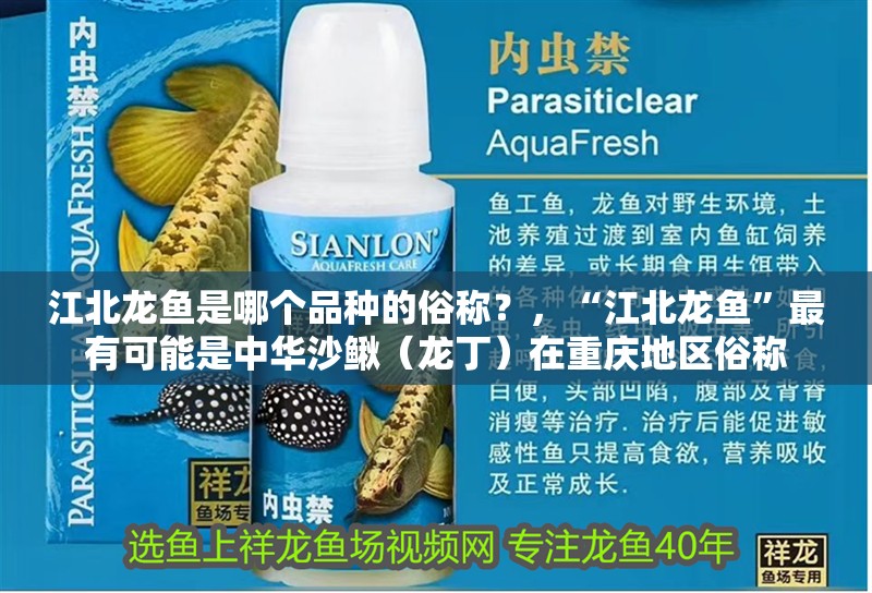 <strong><mark>江北</mark></strong>龍魚是哪個(gè)品種的俗稱？，“<strong><mark>江北</mark></strong>龍魚”最有可能是中華沙鰍（龍丁）在重慶地區(qū)俗稱