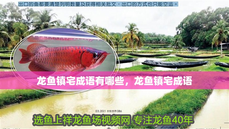 魚(yú)缸用增氧泵價(jià)格是多少:魚(yú)缸增氧機(jī)-xtrac增氧機(jī)-xtrac增氧機(jī) 龍魚(yú)鎮(zhèn)宅成語(yǔ)有哪些,龍魚(yú)鎮(zhèn)宅成語(yǔ) 龍魚(yú)百科 龍魚(yú)鎮(zhèn)宅成語(yǔ)有哪些,龍魚(yú)鎮(zhèn)宅成語(yǔ) 龍魚(yú)鎮(zhèn)宅成語(yǔ)有哪些,龍魚(yú)鎮(zhèn)宅成語(yǔ) 龍魚(yú)百科