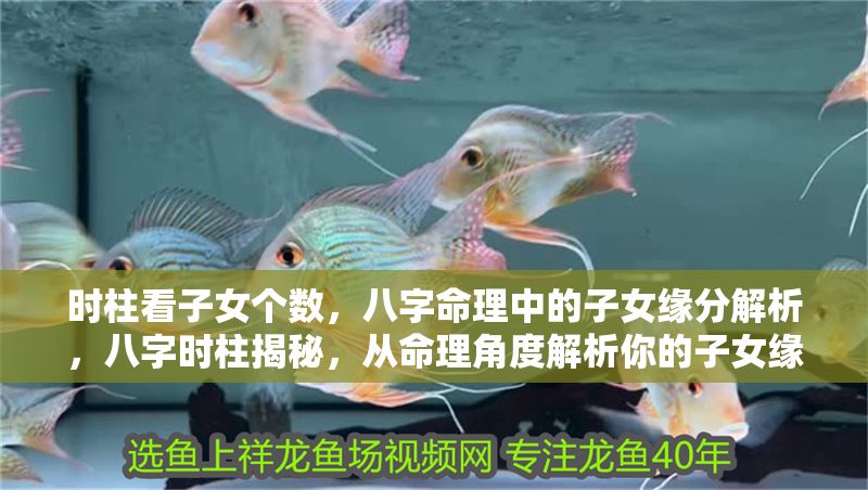 時柱看子女個數,八字命理中的子女緣分解析,八字時柱揭秘,從命理角度解析你的子女緣分與數量 龍魚百科 第1張 時柱看子女個數,八字命理中的子女緣分解析,八字時柱揭秘,從命理角度解析你的子女緣分與數量 時柱看子女個數,八字命理中的子女緣分解析,八字時柱揭秘,從命理角度解析你的子女緣分與數量 龍魚百科 第1張