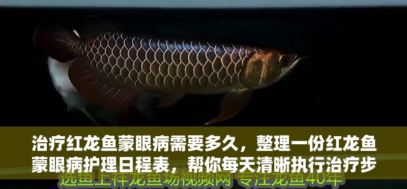 治療紅龍魚蒙眼病需要多久，整理一份紅龍魚蒙眼病護理日程表，幫你每天清晰執行治療步驟？