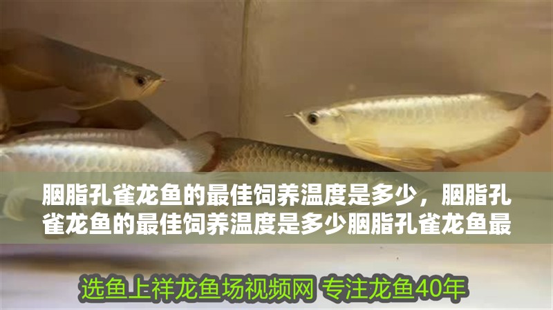 胭脂孔雀龍魚的最佳飼養(yǎng)溫度是多少，胭脂孔雀龍魚的最佳飼養(yǎng)溫度是多少胭脂孔雀龍魚最佳飼養(yǎng)溫度是多少