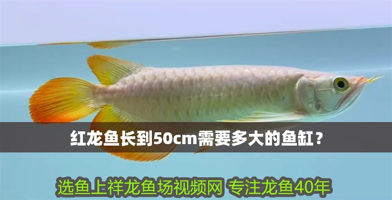 紅龍魚長(zhǎng)到50cm需要多大的魚缸？ 紅龍魚長(zhǎng)到50cm需要多大的魚缸？ 龍魚百科