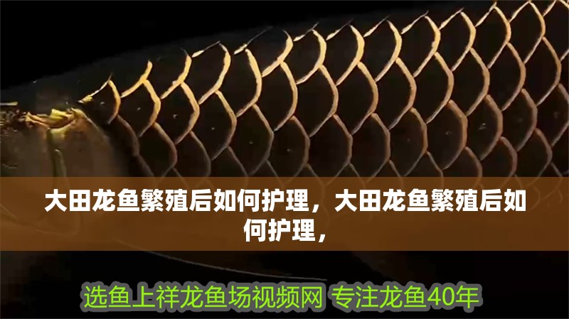 魚缸造景先放沙還是先放水(魚缸造景先鋪沙還是先放石頭) 大田龍魚繁殖后如何護理,大田龍魚繁殖后如何護理, 龍魚百科 大田龍魚繁殖后如何護理,大田龍魚繁殖后如何護理, 大田龍魚繁殖后如何護理,大田龍魚繁殖后如何護理, 龍魚百科