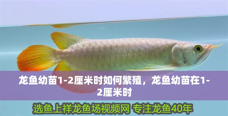 龍魚幼苗1-2厘米時如何繁殖，龍魚幼苗在1-2厘米時