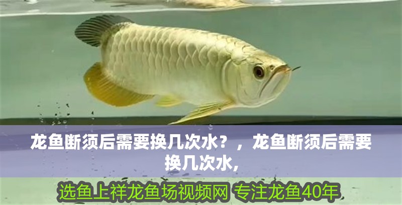 龍魚斷須后需要換幾次水？，龍魚斷須后需要換幾次水, 龍魚斷須后需要換幾次水？，龍魚斷須后需要換幾次水, 龍魚百科