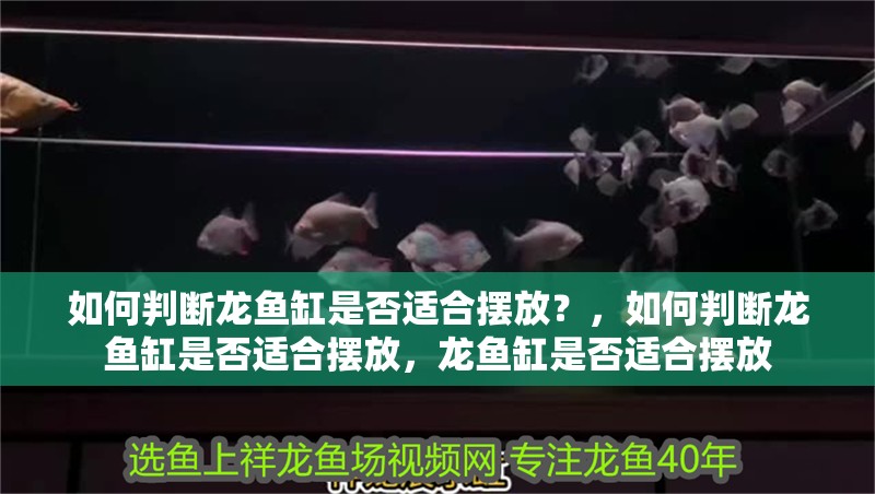 如何判斷龍魚缸是否適合擺放？，如何判斷龍魚缸是否適合擺放，龍魚缸是否適合擺放 如何判斷龍魚缸是否適合擺放？，如何判斷龍魚缸是否適合擺放，龍魚缸是否適合擺放 龍魚百科