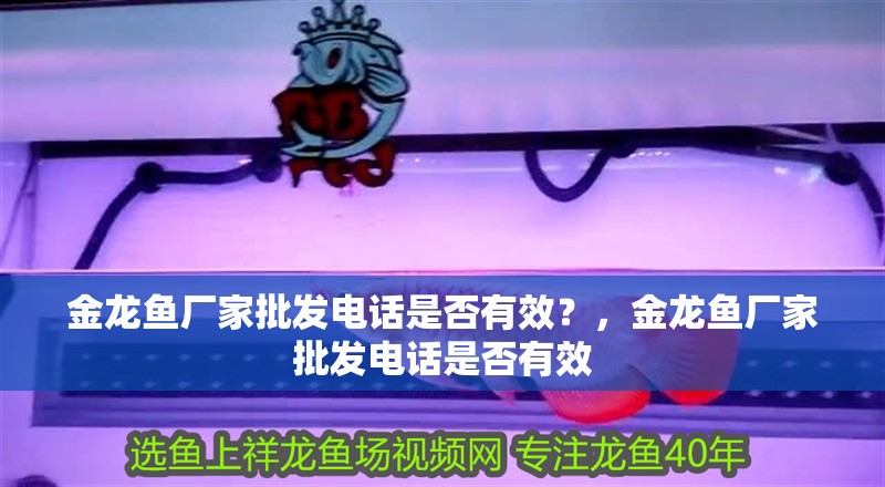 金龍魚廠家批發電話是否有效？，金龍魚廠家批發電話是否有效 金龍魚廠家批發電話是否有效？，金龍魚廠家批發電話是否有效 龍魚百科