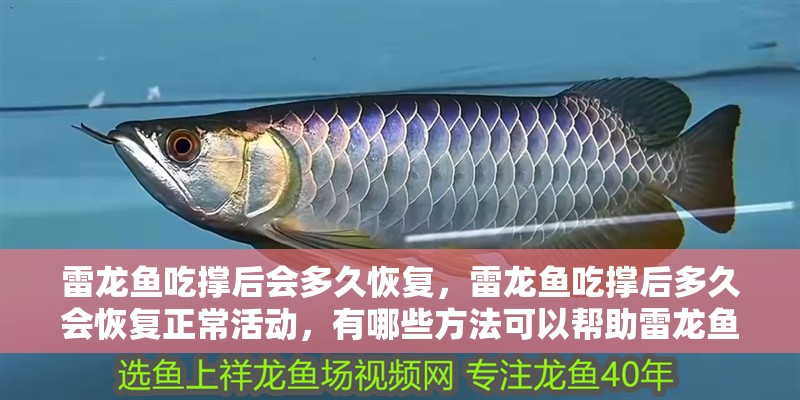 雷龍魚吃撐后會多久恢復，雷龍魚吃撐后多久會恢復正常活動，有哪些方法可以幫助雷龍魚消化