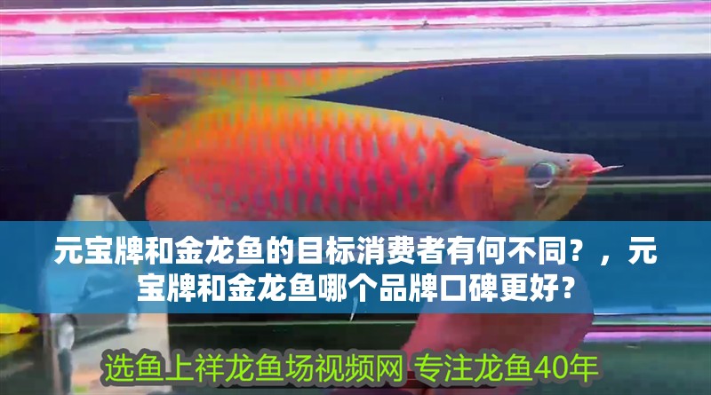元寶牌和金龍魚的目標(biāo)消費者有何不同？，元寶牌和金龍魚哪個品牌口碑更好？