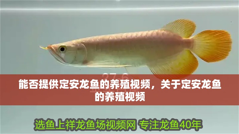 能否提供定安龍魚的養殖視頻，關于定安龍魚的養殖視頻